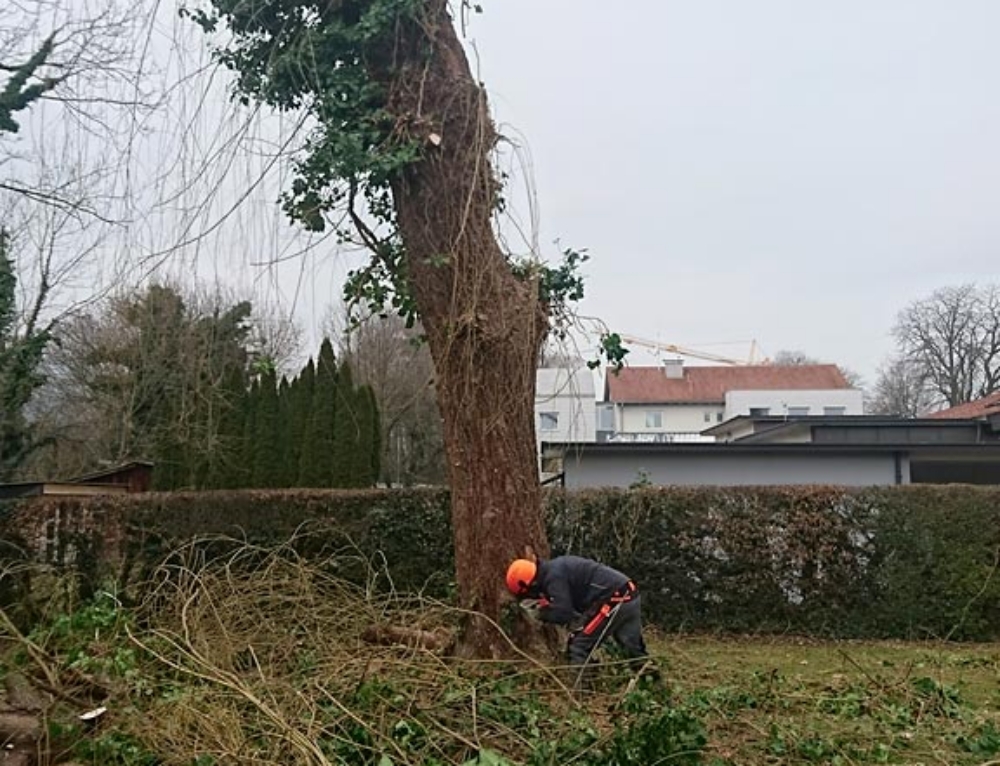 Baumschnitt mit Kran Gartenbau Gassner